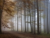 Foggy Wood 2