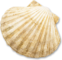 Scallop