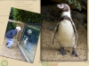 05 Dublin Zoo05 Dublin zoo